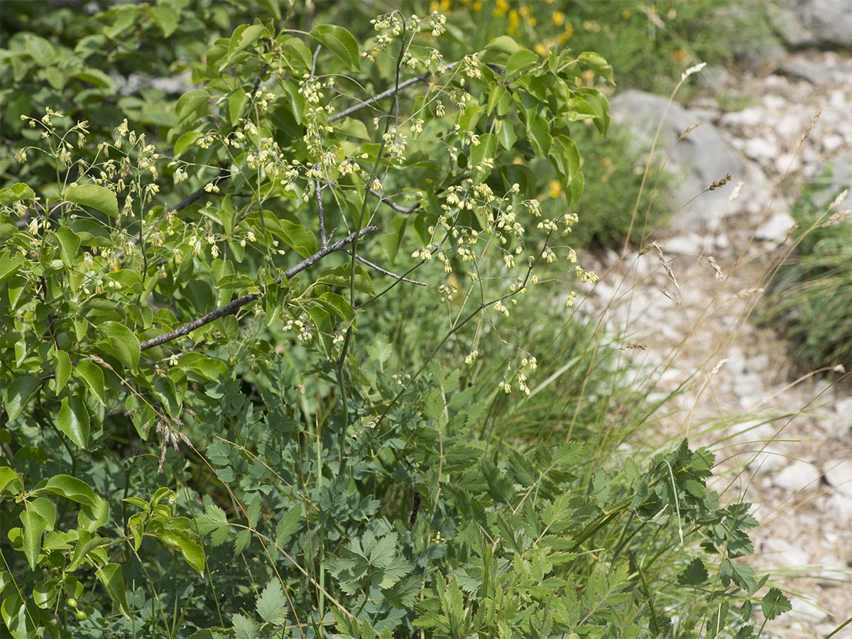 Thalictrum minus ssp. saxatile